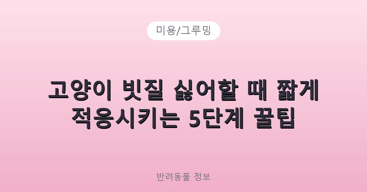 고양이 빗질 싫어할 때 짧게 적응시키는 5단계 꿀팁 - 미용/그루밍 제품 이미지, 테니스 뇌피셜