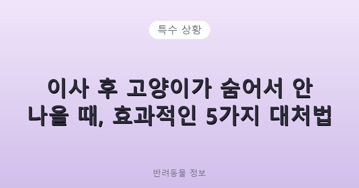 이사 후 고양이가 숨어서 안 나올 때, 효과적인 5가지 대처법 - 특수 상황 테니스 콘텐츠 이미지