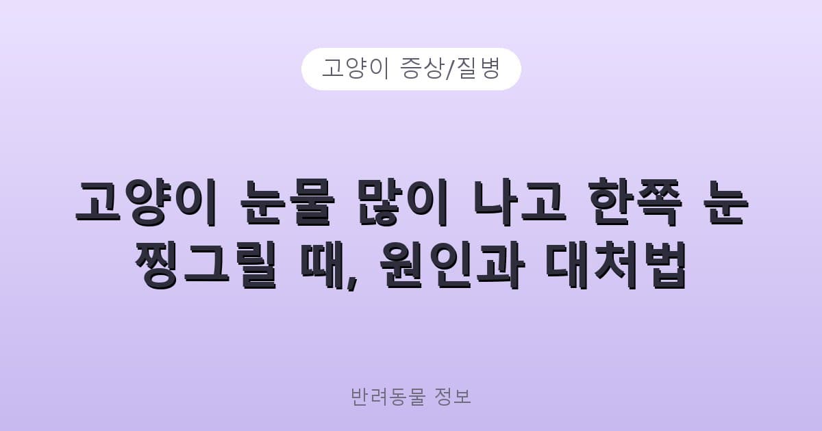 고양이 눈물 많이 나고 한쪽 눈 찡그릴 때, 원인과 대처법 - 고양이 증상/질병 테니스 콘텐츠 이미지