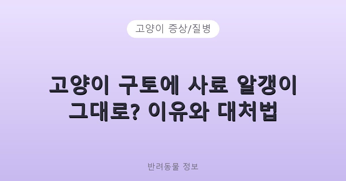 고양이 구토에 사료 알갱이 그대로? 이유와 대처법 - 고양이 증상/질병 테니스 콘텐츠 이미지