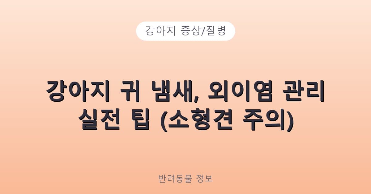 강아지 귀 냄새, 외이염 관리 실전 팁 (소형견 주의) - 강아지 증상/질병 테니스 콘텐츠 이미지