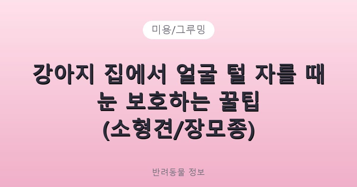 강아지 집에서 얼굴 털 자를 때 눈 보호하는 꿀팁 (소형견/장모종) - 미용/그루밍 테니스 콘텐츠 이미지