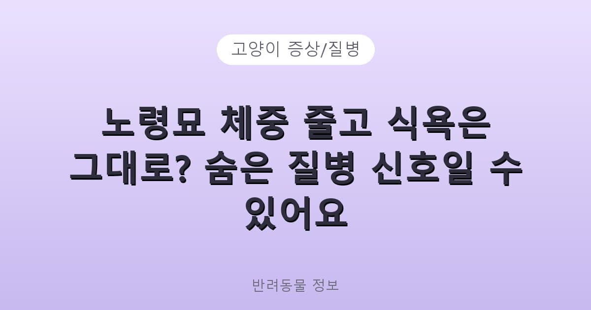 노령묘 체중 줄고 식욕은 그대로? 숨은 질병 신호일 수 있어요 - 고양이 증상/질병 테니스 콘텐츠 이미지