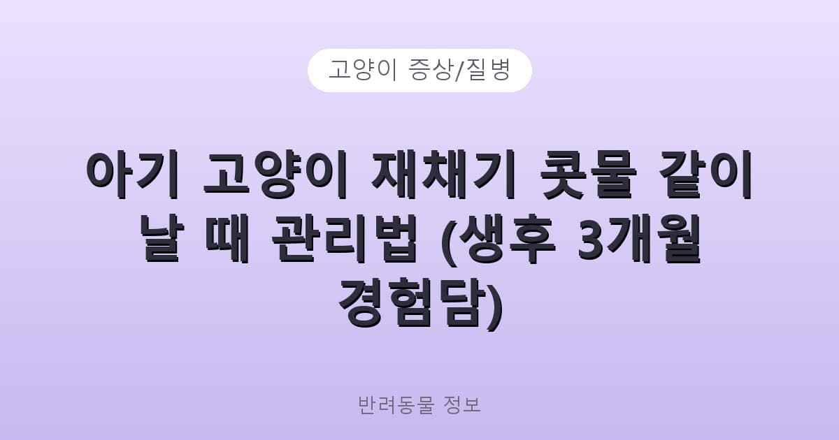 아기 고양이 재채기 콧물 같이 날 때 관리법 (생후 3개월 경험담) - 고양이 증상/질병 테니스 콘텐츠 이미지