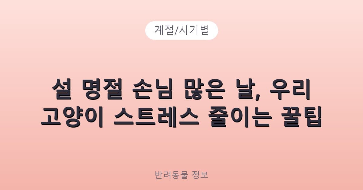 설 명절 손님 많은 날, 우리 고양이 스트레스 줄이는 꿀팁 - 계절/시기별 테니스 콘텐츠 이미지
