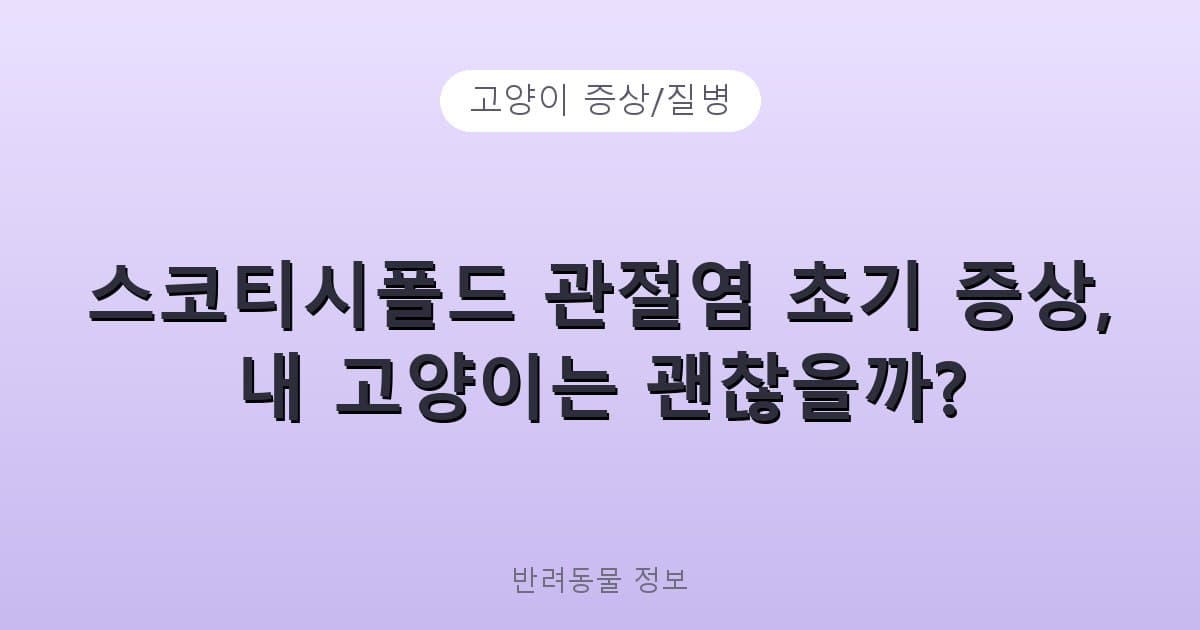 스코티시폴드 관절염 초기 증상, 내 고양이는 괜찮을까? - 고양이 증상/질병 테니스 콘텐츠 이미지