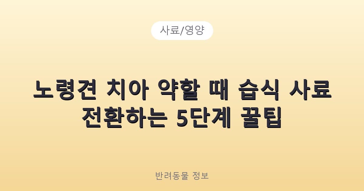 노령견 치아 약할 때 습식 사료 전환하는 5단계 꿀팁 - 사료/영양 테니스 콘텐츠 이미지