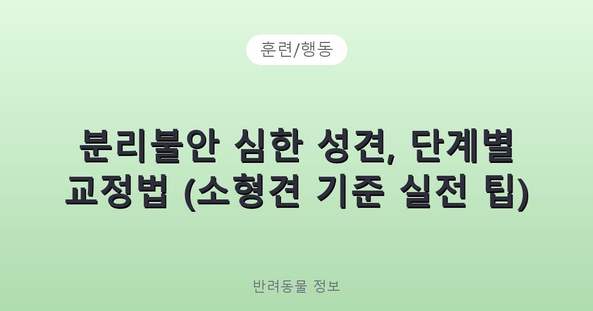 분리불안 심한 성견, 단계별 교정법 (소형견 기준 실전 팁) - 훈련/행동 테니스 콘텐츠 이미지