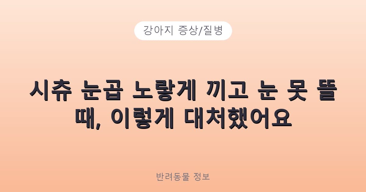 시츄 눈곱 노랗게 끼고 눈 못 뜰 때, 이렇게 대처했어요 - 강아지 증상/질병 테니스 콘텐츠 이미지