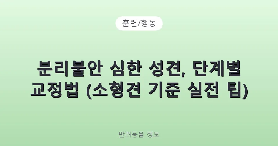 분리불안 심한 성견, 단계별 교정법 (소형견 기준 실전 팁)