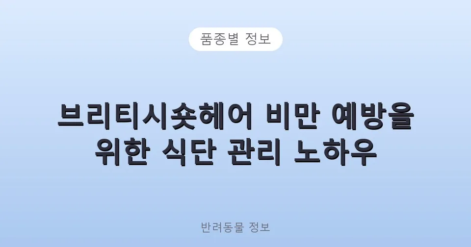 브리티시숏헤어 비만 예방을 위한 식단 관리 노하우
