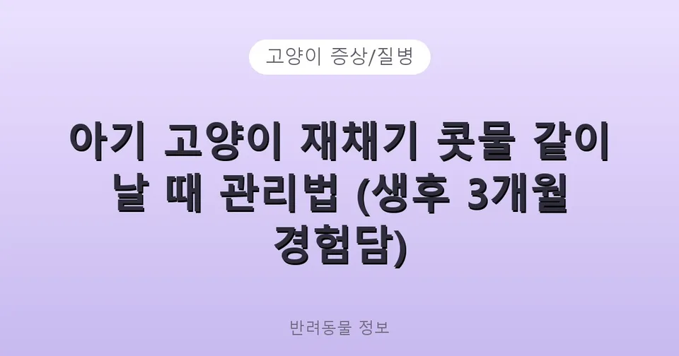 아기 고양이 재채기 콧물 같이 날 때 관리법 (생후 3개월 경험담)