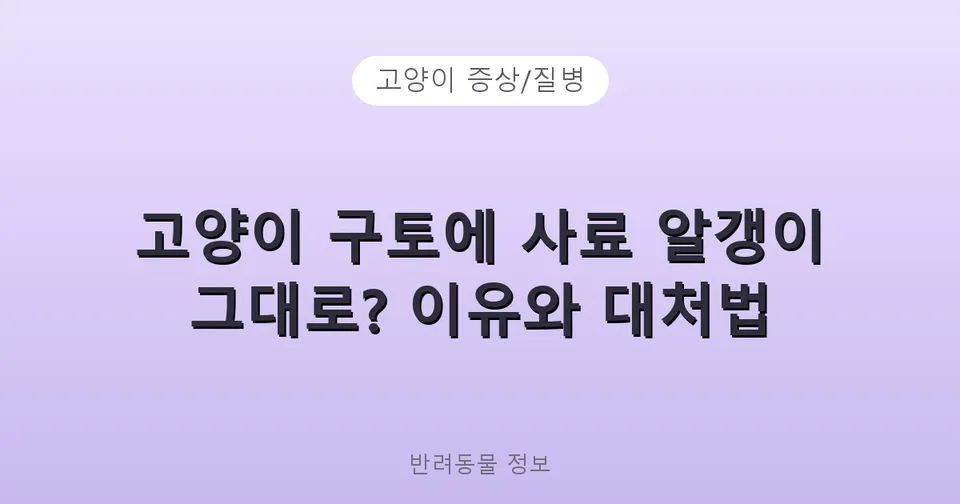 고양이 사료토 이유: 사료 그대로 토할 때 구토·역류 구분과 병원 가야 할 신호