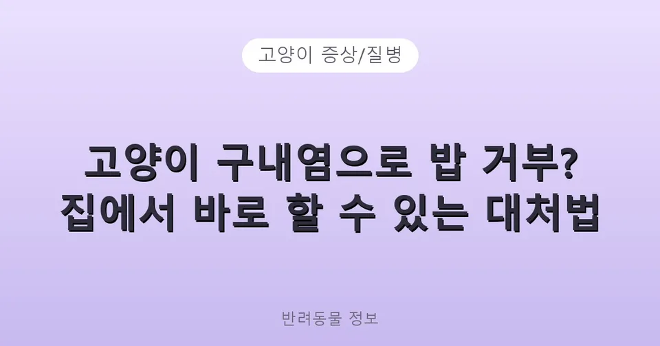 고양이 구내염으로 밥 거부? 집에서 바로 할 수 있는 대처법