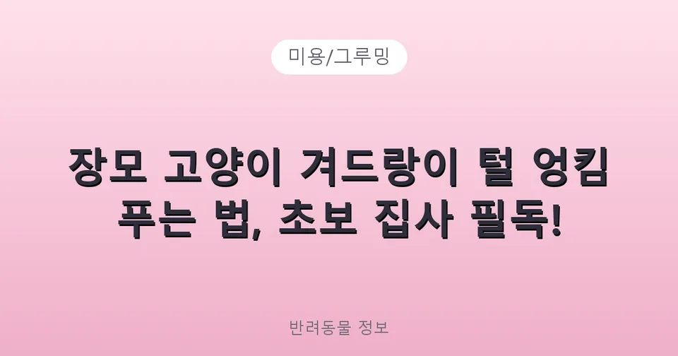 장모 고양이 겨드랑이 털 엉킴 푸는 법, 초보 집사 필독!
