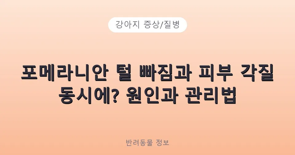포메라니안 털 빠짐과 피부 각질 동시에? 원인과 관리법