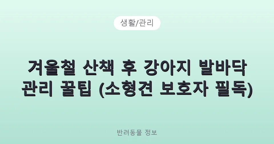겨울철 산책 후 강아지 발바닥 관리 꿀팁 (소형견 보호자 필독)